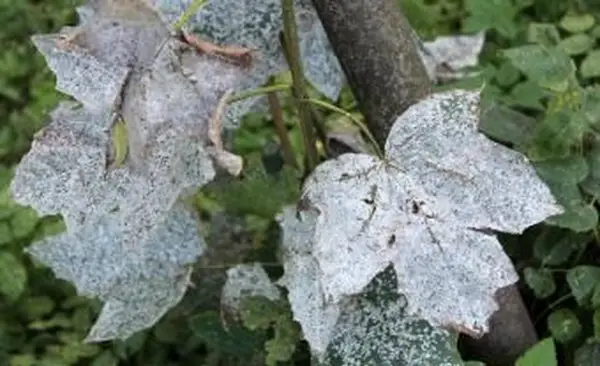 Echten Mehltau von Pflanzen loswerden
