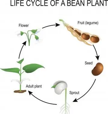 Cycle de vie d'un plant de haricot