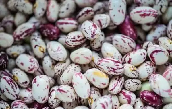 Haricots Canneberges