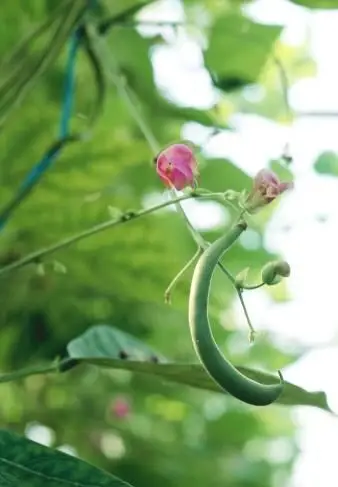 Plante de haricot vert en fleurs