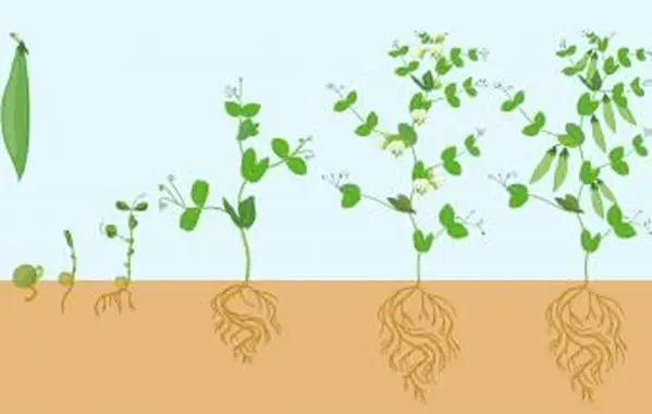 Cycle de vie de l'usine de haricots