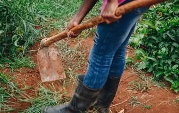 Cómo enmendar el suelo arcilloso: 4 pasos para el éxito en la jardinería