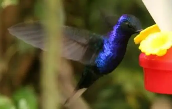 あなたの庭の餌箱のためのハチドリの食糧を作る方法