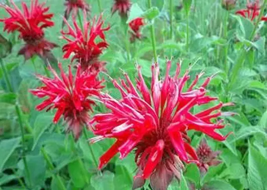 https://cf.ltkcdn.net/garden/images/slide/196629-620x465-Bee-Balm-flower.webp