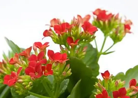 https://cf.ltkcdn.net/garden/images/slide/196634-620x465-Kalanchoe-flower.webp