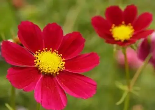 https://cf.ltkcdn.net/garden/images/slide/196635-620x465-Cosmos-flower.webp