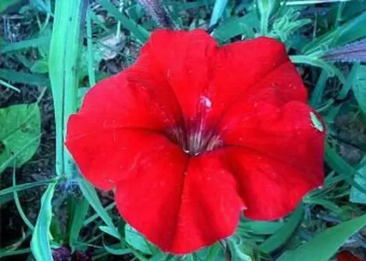 https://cf.ltkcdn.net/garden/images/slide/196636-620x465-Petunia-flower.webp