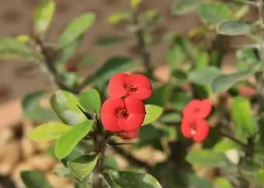 https://cf.ltkcdn.net/garden/images/slide/196637-620x465-Crown-of-Thorns-flower.webp