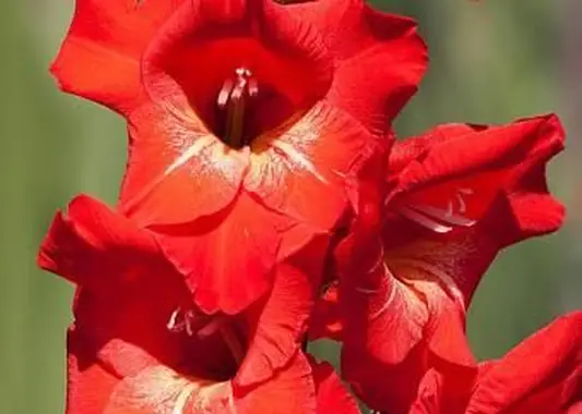 https://cf.ltkcdn.net/garden/images/slide/196638-620x465-Gladiolus-flower.webp