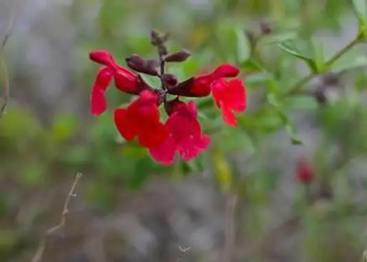 https://cf.ltkcdn.net/garden/images/slide/196620-620x465-Scarlet-Sage-flower.webp