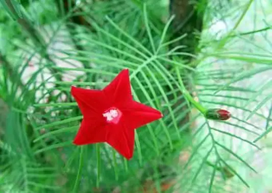 https://cf.ltkcdn.net/garden/images/slide/196639-620x465-Cypress-Vine-flower.webp