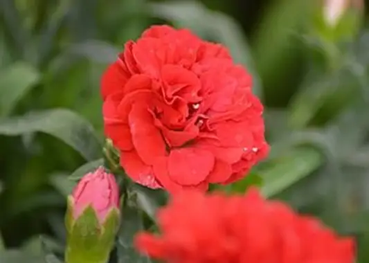 https://cf.ltkcdn.net/garden/images/slide/196640-620x465-Carnation-flower.webp
