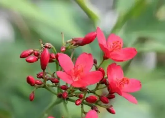 https://cf.ltkcdn.net/garden/images/slide/196623-620x465-Jatropha-flower.webp