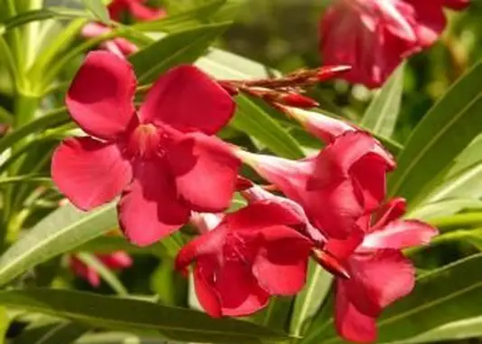 https://cf.ltkcdn.net/garden/images/slide/196624-620x465-Oleander-flower.webp