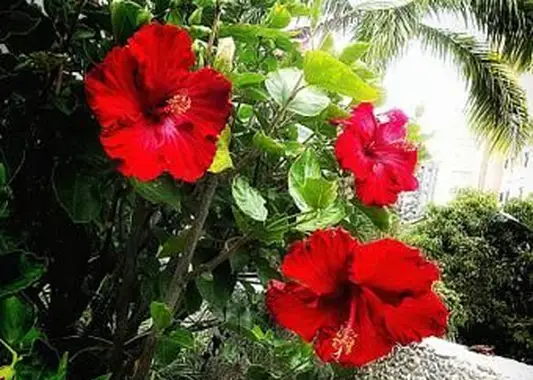 https://cf.ltkcdn.net/garden/images/slide/196625-620x465-Tropical-Hibiscus-flower.webp