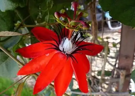 https://cf.ltkcdn.net/garden/images/slide/196626-620x465-Red-Passion-Flower-vine.webp