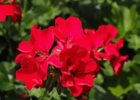 https://cf.ltkcdn.net/garden/images/slide/196627-620x465-Zonal-Geranium-flower.webp