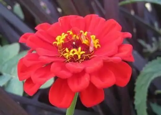 https://cf.ltkcdn.net/garden/images/slide/196628-620x465-Zinnia-flower.webp