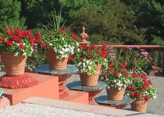 Lista de flores rojas