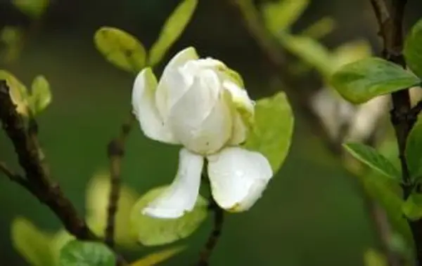 Fertilizzante per Gardenie