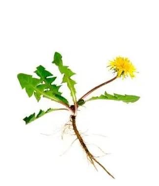 Kuša na ničenie buriny