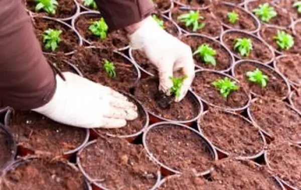 ポッティング苗