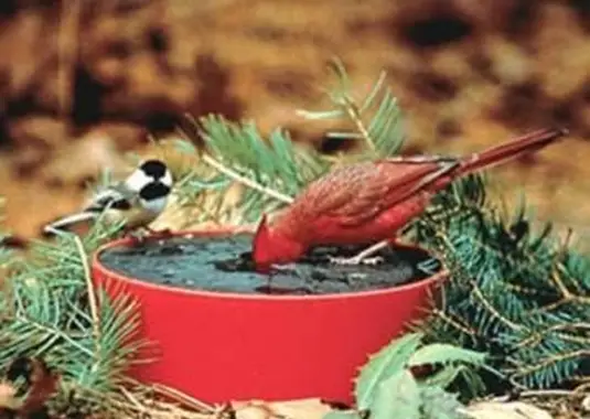 Banho aquecido para pássaros Happy Bird Solar Sipper