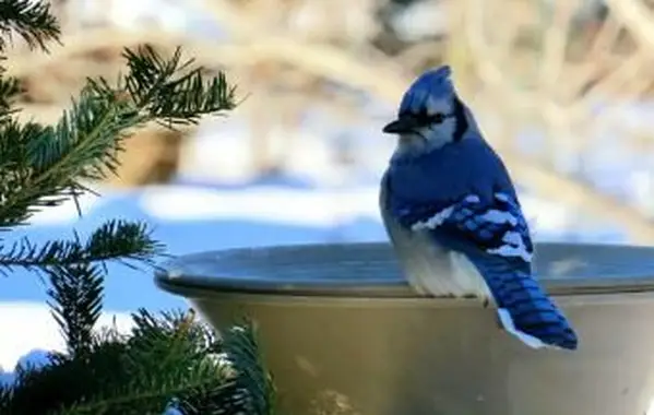 Solar-Vogelbad-Heizung