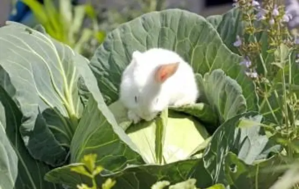 Cómo mantener a los conejos fuera de un jardín