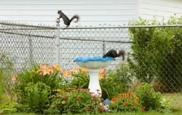 정원에서 다람쥐를 지키는 방법