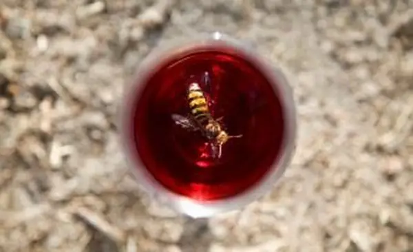 Come fare trappole per vespe fatte in casa
