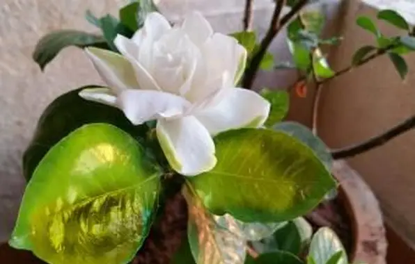 בעיות גרדניה