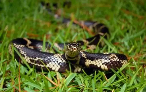 Como se livrar das cobras