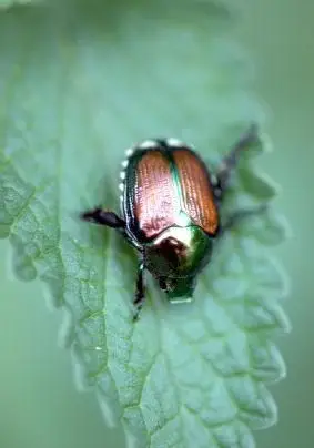 Puder dla niemowląt do zwalczania japońskich chrząszczy