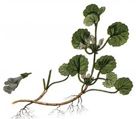 Ilustrácia Glechoma hederacea
