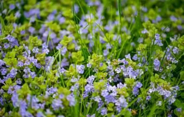 Fialová plazivá Charlie burina