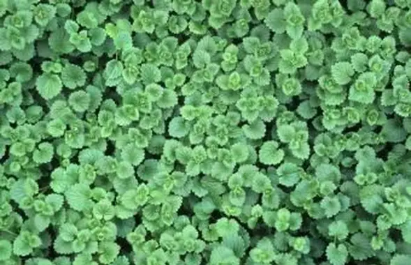 Ako identifikovať a zbaviť sa plazivého Charlieho