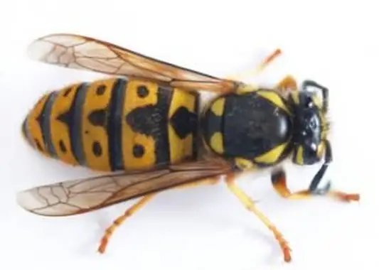 Wie töten Pestizide Käfer?