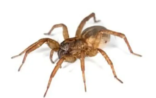 Cicli di vita del ragno da giardino marrone