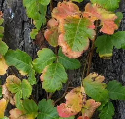 Vite di quercia velenosa