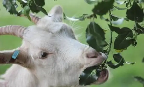Capra che mangia foglie