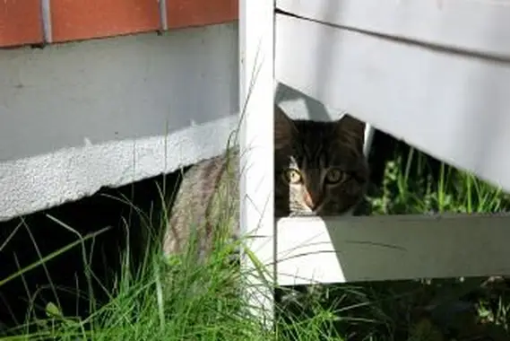 Kot chowający się na podwórku