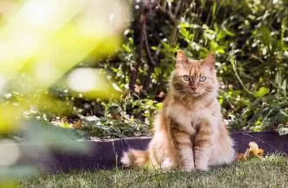 Jak trzymać koty z dala od swojego podwórka