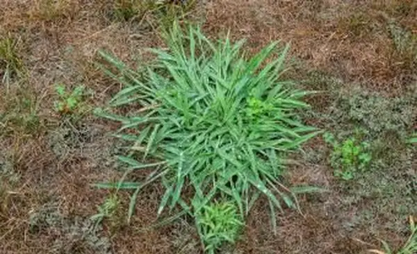 Wie man Krebsgras tötet