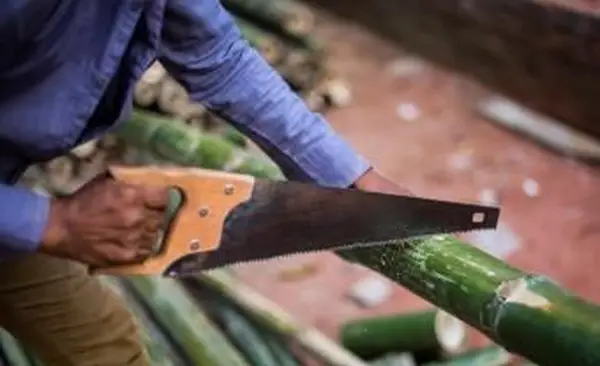 So töten Sie Bambus in Ihrem Garten und Garten