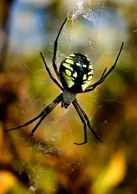 Araña de jardín amarilla