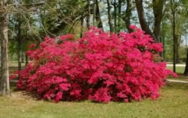 בעיות בריאות באזליה
