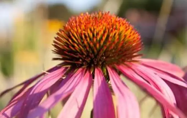 Vivaces résistantes aux cerfs