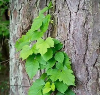 Poison Ivy che cresce sugli alberi di pino