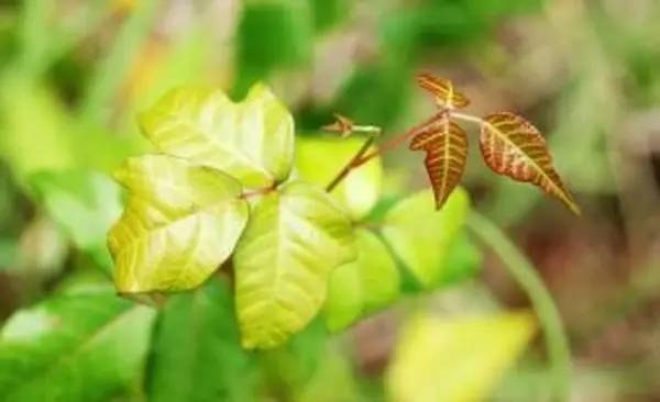 Poison Ivy nuova crescita